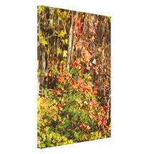 Colourful Under Brush Stretched Canvas Print