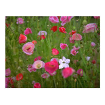 Colourful Weeds Postcard