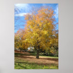 Colours of Autumn Poster
