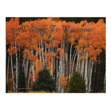 Colours Of The Tetons Postcard