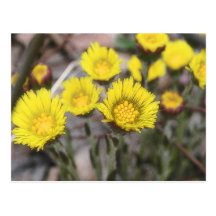 Coltsfoot (Tussilago farfara) Flowers Postcards