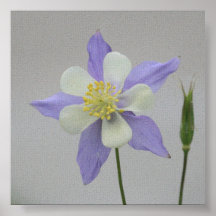 Columbine Posters