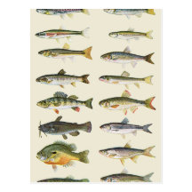 Columns of Fish Post Card