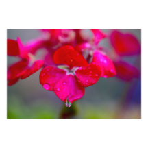 Comfort Drop Photo Print