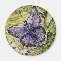 common blue butterfly fridge magnets