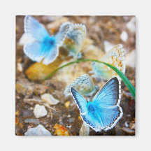 Common Blue Butterfly - Polyommatus icarus on Marj Magnets