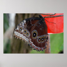 Common Buckeye Butterfly Print