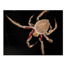 Common Garden Spider Post Cards