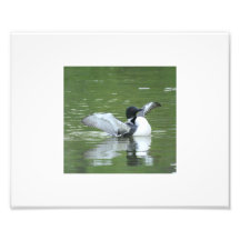 Common Loon Flapping Wings Photograph