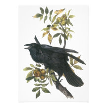 Common Raven, John audubon Announcement