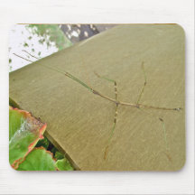 Common Walkingstick (Diapheromera femorata) Items Mousepad