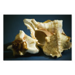 Conch 3335 Photo