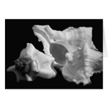 Conch in Black & White Card