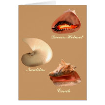 Conch, Nautilus, Queens Helmet Greeting Card