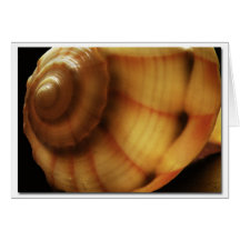 Conch Shell Note Card
