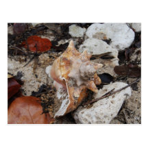 Conch Shell on a Cayman Island Beach Post Cards