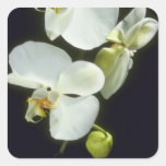 Concorde (Phalaenopsis) flowers Square Stickers
