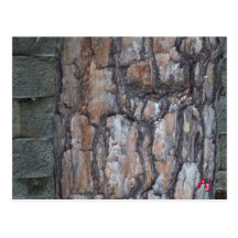 concrete and wood bark postcard