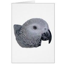 Congo African Grey parrot Card