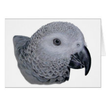 Congo African Grey parrot Greeting Card