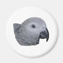 Congo African Grey parrot Magnet