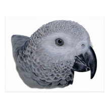 Congo African Grey parrot Post Card