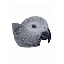 Congo African Grey parrot Post Cards