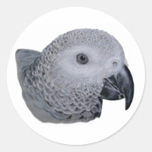 Congo African Grey parrot Stickers