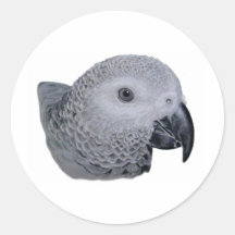 Congo African Grey parrot Stickers