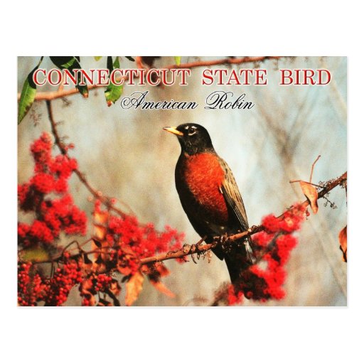 connecticut state bird american robin zazzle connecticut state bird american robin zazzle