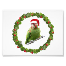 Conure Christmas Wreath @ Art Photo