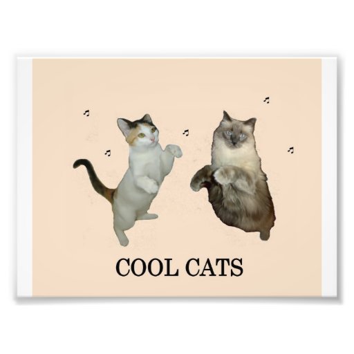 Cool Cats Photograph