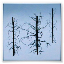 Cool Reflections Photo Print