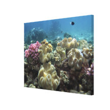 Coral, Agincourt Reef, Great Barrier Reef, Stretched Canvas Print