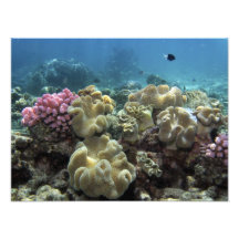 Coral, Agincourt Reef, Great Barrier Reef, Photo