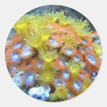 Coral Stickers