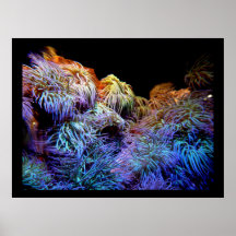 Coral The Sea of Underwater Wildlife Posters