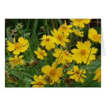 Coreopsis lanceolata card
