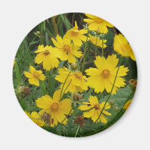 Coreopsis lanceolata magnets