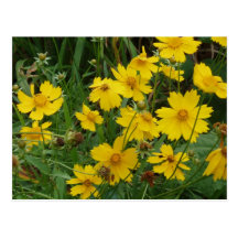Coreopsis lanceolata postcard