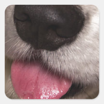 Corgi Kisses Sticker