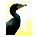 Cormorant Post Card
