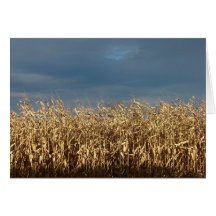 Corn Field Greeting Card