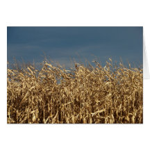 Corn Field Greeting Card