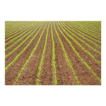 Corn field photo art