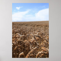 Corn Field Posters