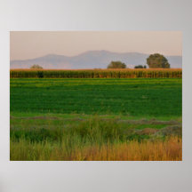 Corn Field Poster