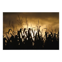 Corn field silhouettes photo print