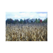 corn field stretched canvas print