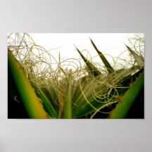 Corn Fields Poster